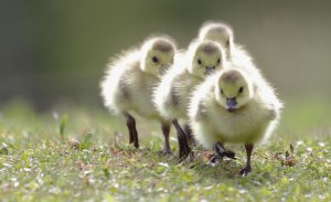 Goslings