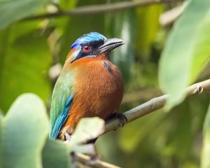 Trinidad Motmot