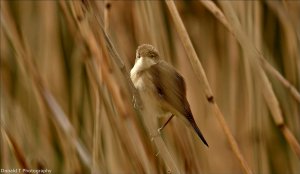 Reed Warbler.