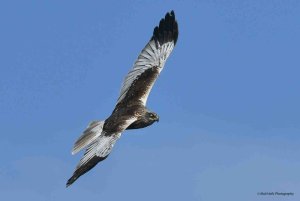 Marsh Harrier 2499.jpg