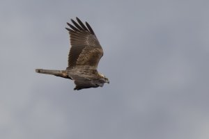 Marsh Harrier f