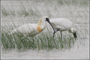 Black-faced Spoonbill with breeding plumage