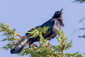 Great Tailed Grackle - male
