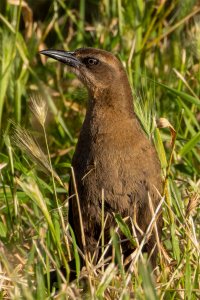 Great Tailed Grackle - female