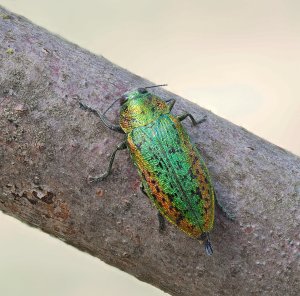 Elm Jewel Beetle