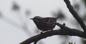 Black-and-White Warbler in Spring