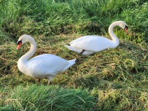 Mute Swan pair