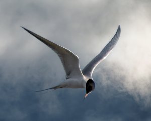 The Terns have re-terned for the season