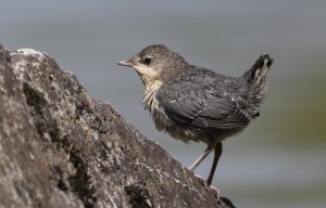 White-throated Dipper Youngster