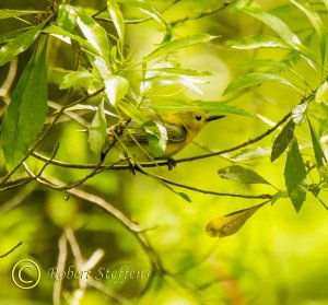 Prothonatary Warbler