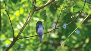 Blue-and-White Flycatcher[