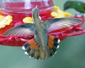 Ruby-topaz Hummingbird (juv)