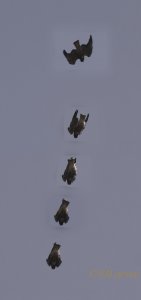 Diving hawk composite.jpg