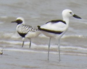 Two species of Plover