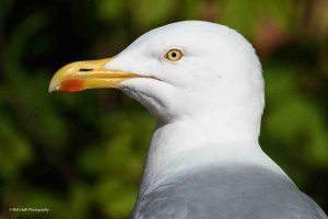 Herring Gull 4544.jpg