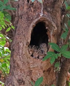 Indian scops owl - Family