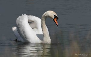 Mute Swan 4884.jpg