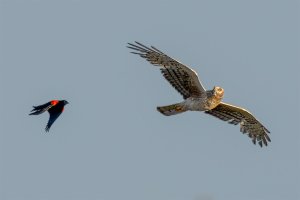 Red Winged Blackbird and Harrier #1