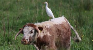 Cattle Egret and friend