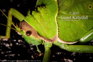 Giant Katydid, Borneo