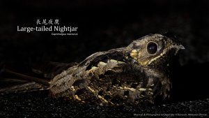 Large-tailed Nightjar, Borneo