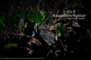 Bonaparte's Nightjar, Borneo