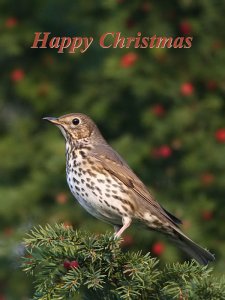 festive thrush