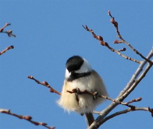 The fluffy chickadee.