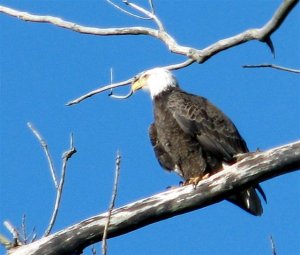 Bald Eagle