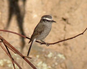 DB White-browed Chat-Tyrant