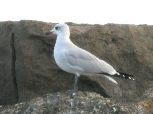 Audouin's Gull