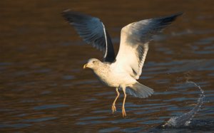 Lesser black-backed gull