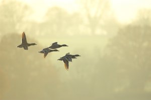 Mallards in the mist
