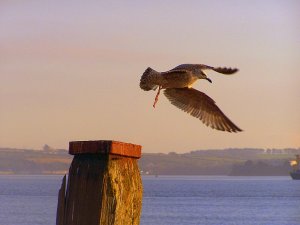 Gull in Flight