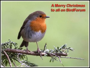 Xmas robin