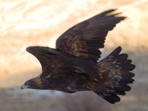 Flying Utah Golden Eagle