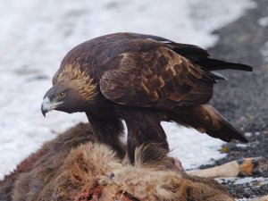 Feeding Utah Golden Eagle