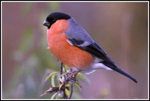 Bullfinch