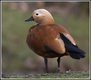 Ruddy Shelduck