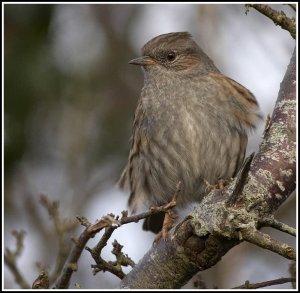 Dunnock