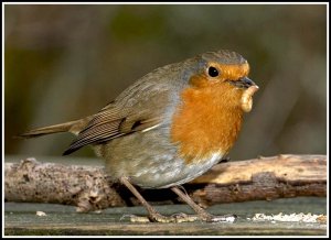 mmmmm mealworms