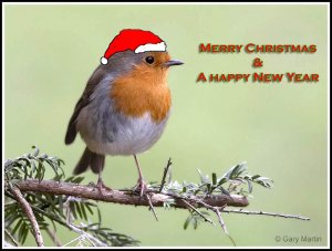 Robin Xmas