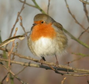 Robin