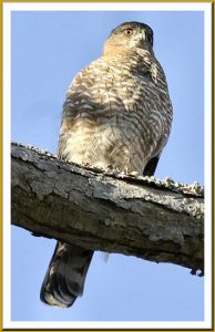 Cooper's Hawk