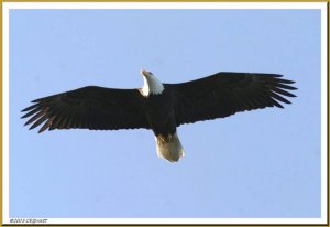 Bald Eagle