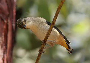 Spotted Pardalote