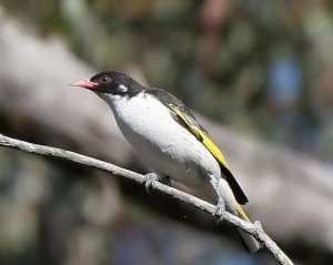 Painted Honeyeater