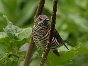 Shining Bronze-cuckoo