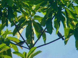 White-faced starling