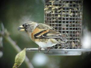 Brambling at dinner